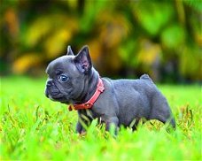 Franse bulldog pups