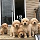 Golden Retriever-puppy's - 0 - Thumbnail