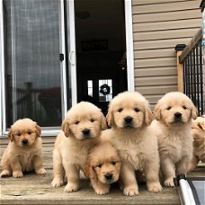 Golden Retriever-puppy's