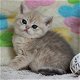 Brits korthaar kitten GCCF. - 0 - Thumbnail