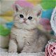 Brits korthaar kitten GCCF. - 1 - Thumbnail