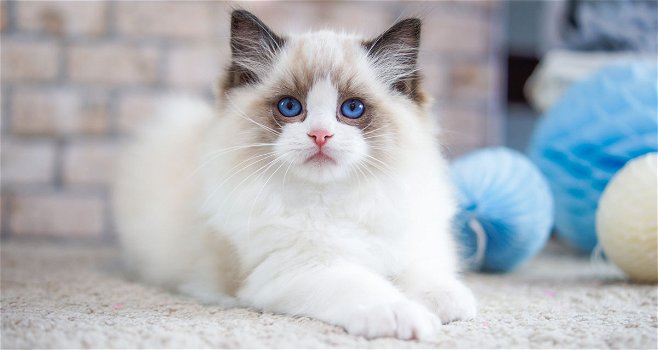 Ragdoll kittens blue point stamboom klaar om nu te vertrekken. - 0