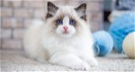 Ragdoll kittens blue point stamboom klaar om nu te vertrekken. - 0 - Thumbnail