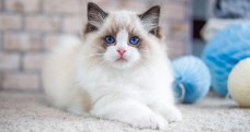 Ragdoll kittens blue point stamboom klaar om nu te vertrekken.