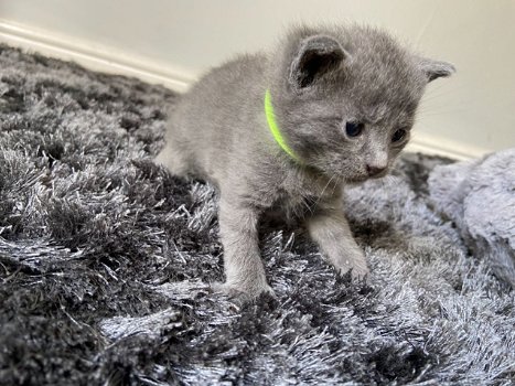 Russische blauwe kittens - 0