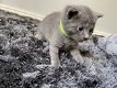 Russische blauwe kittens - 0 - Thumbnail