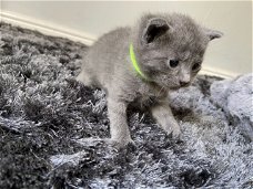 Russische blauwe kittens