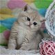 Britse korthaar kittens. - 1 - Thumbnail