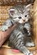 Mooie Siberische kittens. - 0 - Thumbnail