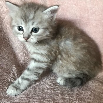 Mooie Siberische kittens. - 1