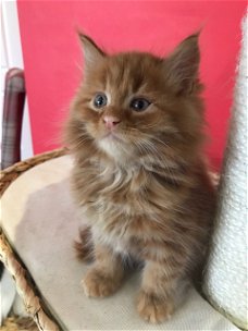 Maine coon kittens.