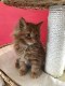 Maine coon kittens. - 1 - Thumbnail