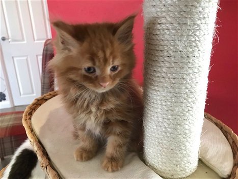 Maine coon kittens. - 2