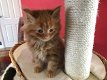 Maine coon kittens. - 2 - Thumbnail