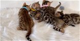 Bengaalse kittens van topkwaliteit - 1 - Thumbnail