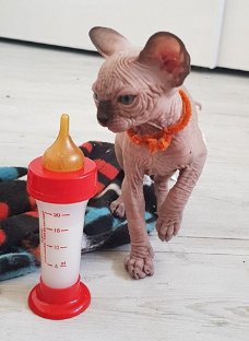 Prachtig nestje Sphynx kittens