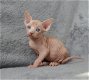 Prachtig nestje Sphynx kittens - 1 - Thumbnail