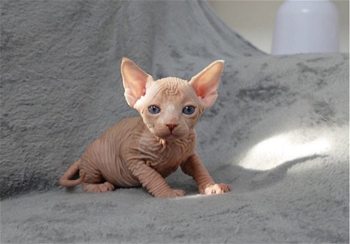 Prachtig nestje Sphynx kittens - 2