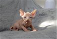 Prachtig nestje Sphynx kittens - 2 - Thumbnail