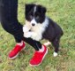 border collie pups diverse kleuren - 0 - Thumbnail