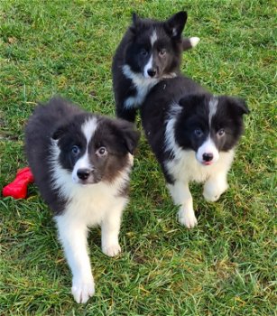 border collie pups diverse kleuren - 1