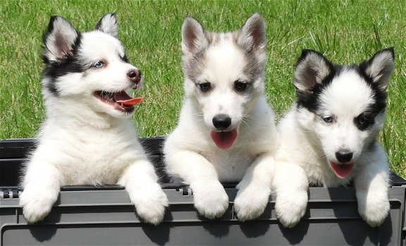 Pomsky pups f2/f3 Miniatuur Husky met EPR - 0