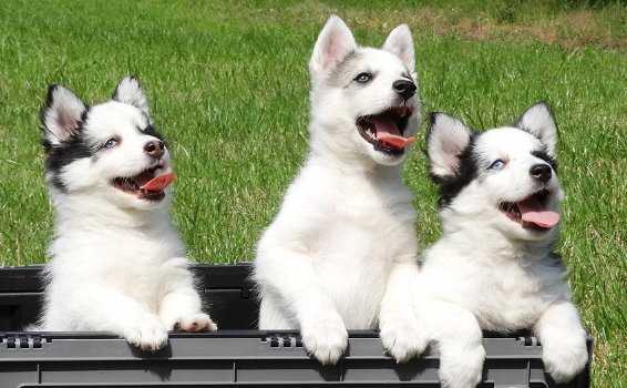 Pomsky pups f2/f3 Miniatuur Husky met EPR - 1