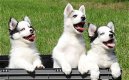 Pomsky pups f2/f3 Miniatuur Husky met EPR - 1 - Thumbnail