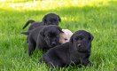 Zwarte labrador pups, mogen half juli het nest verlaten - 0 - Thumbnail