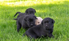 Zwarte labrador pups, mogen half juli het nest verlaten