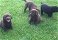Zwarte labrador pups, mogen half juli het nest verlaten - 1 - Thumbnail