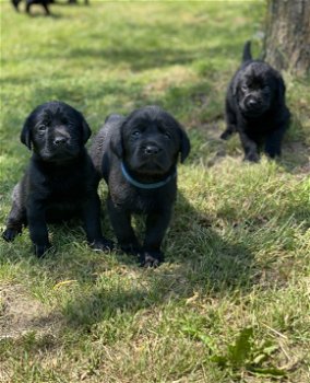 Zwarte labrador pups, mogen half juli het nest verlaten - 2