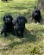 Zwarte labrador pups, mogen half juli het nest verlaten - 2 - Thumbnail