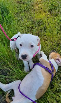 Amerikaanse stafford/kwart bully pups - 1