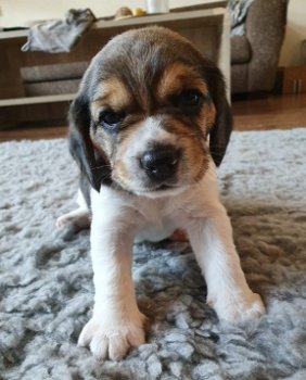 3 prachtige Beagle pups te koop. - 0