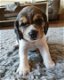3 prachtige Beagle pups te koop. - 0 - Thumbnail