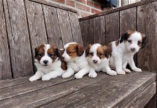 TK Kooiker pups (raszuiver)