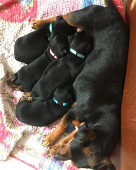 Jack Russel Black Tan Pups - 0