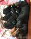 Jack Russel Black Tan Pups - 0 - Thumbnail