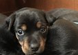 Jack Russel Black Tan Pups - 1 - Thumbnail