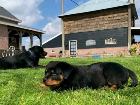 Nog 1 lieve Rottweiler pup over teefje 9 weken - 0