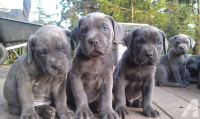Cane Corso-pups - nr. 1