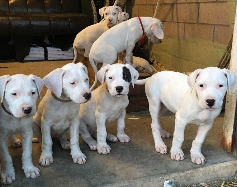 Dogo Argentino - nr. 1