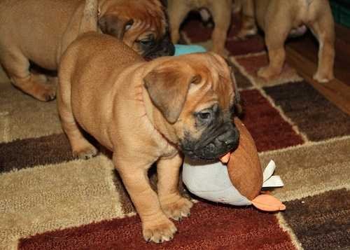 Bullmastiff-pups - nr. 1