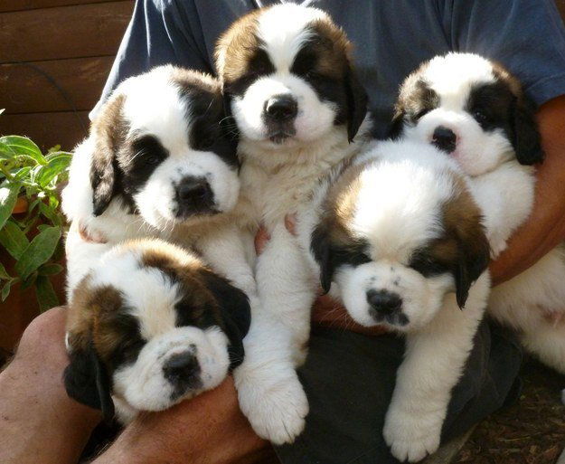 Sint-bernard-puppy's - nr. 1