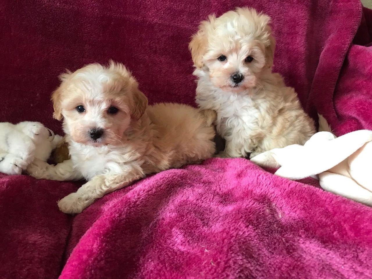 Mooie Maltipoo-puppy's - nr. 1