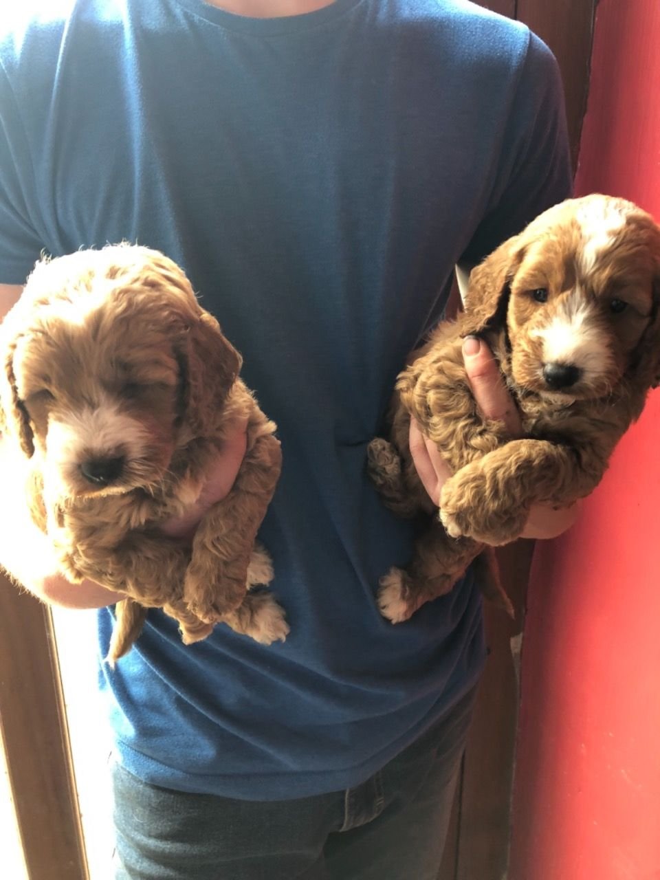 Rode F1 sproodle pups - nr. 1