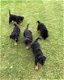 Prachtige rottweiler pups - 0 - Thumbnail