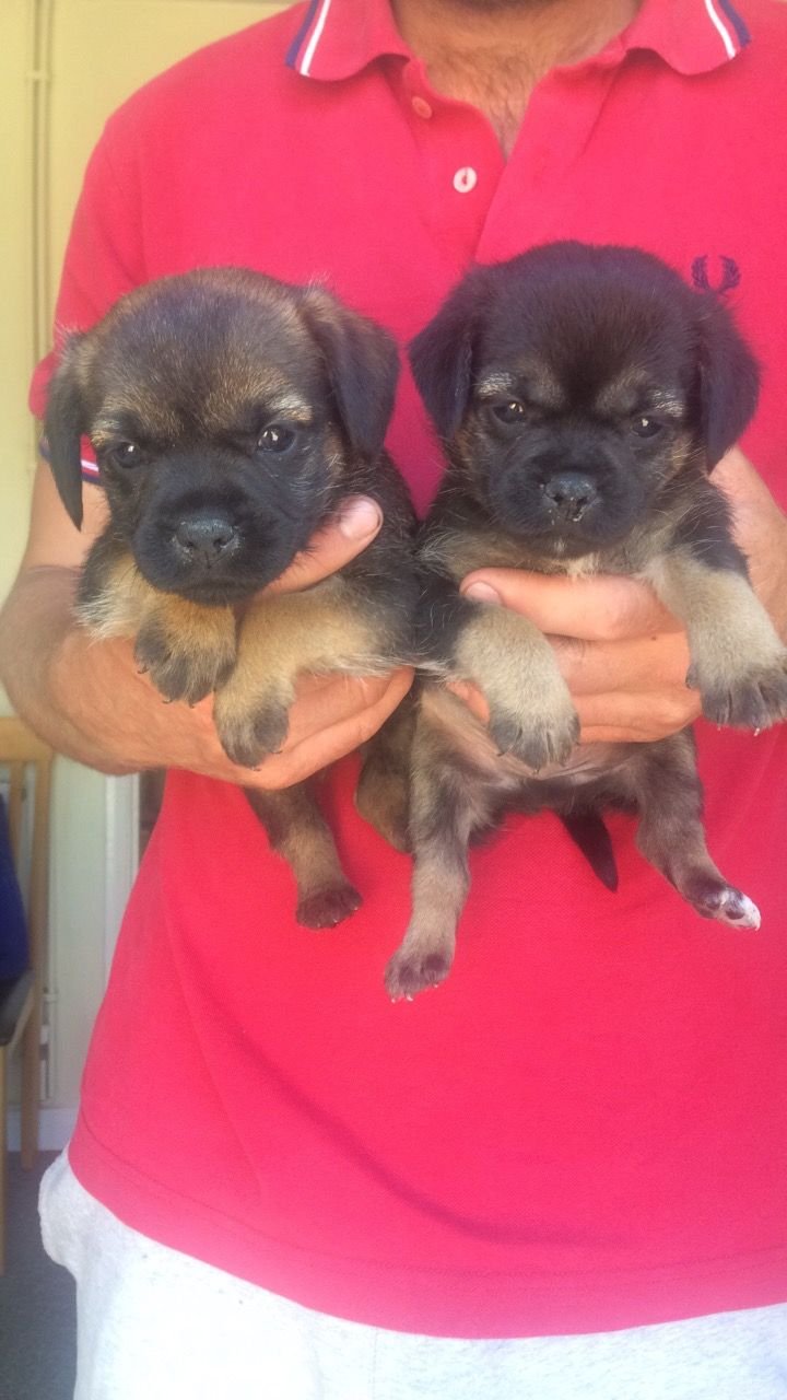 Prachtige Border Terrier Pups - nr. 1