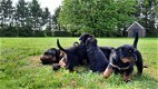 Rottweiler pups - 0 - Thumbnail